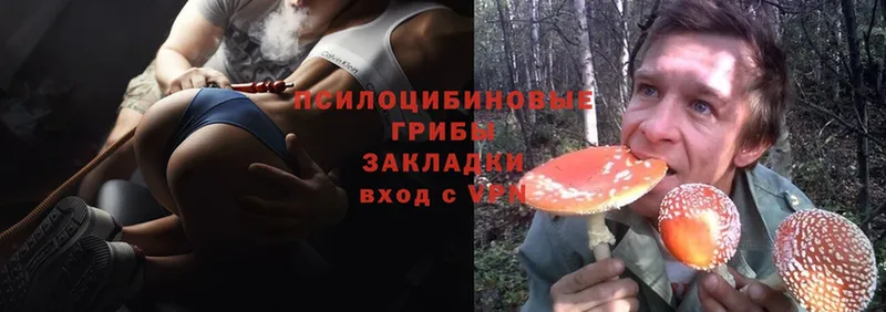 Псилоцибиновые грибы Psilocybe  Арамиль 